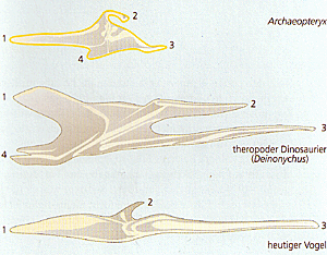 Gaumenknochen