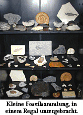 Kleine Fossilsammlung