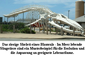 Blauwal-Skelett