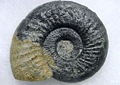 Ammonit Perisphinctes