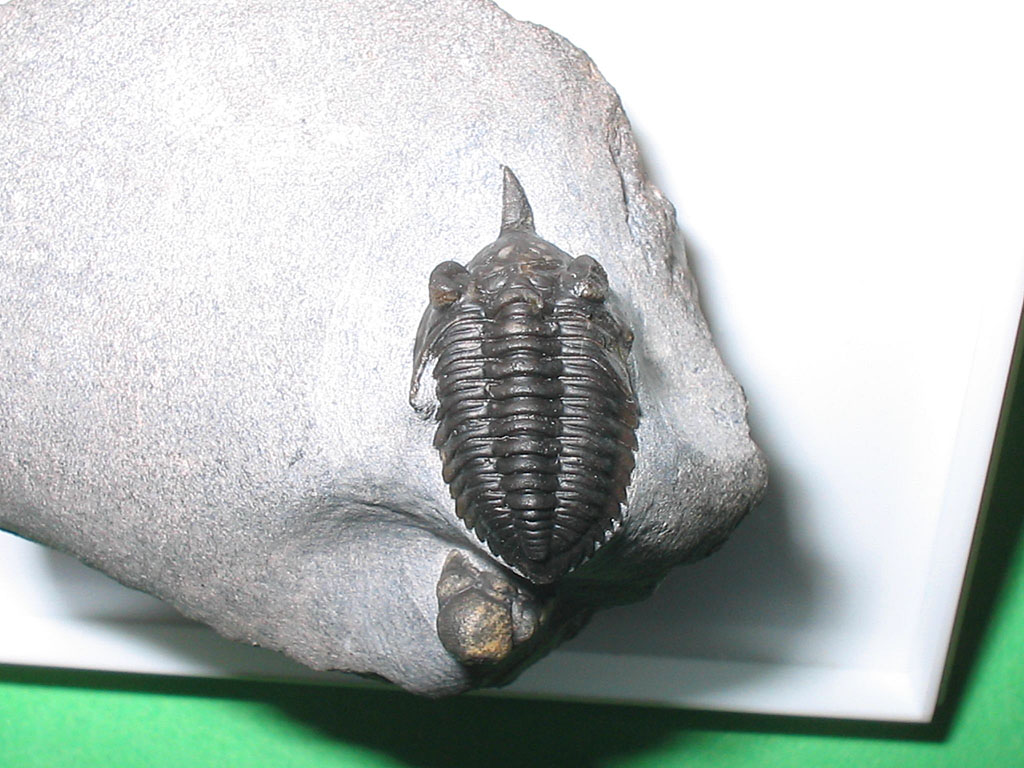 ?Pseudocryphaeus