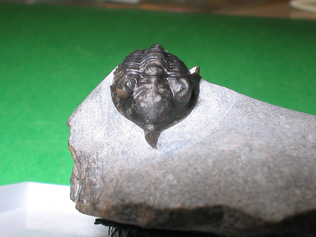 ?Pseudocryphaeus