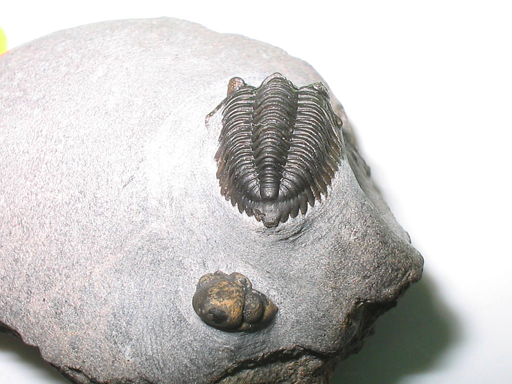 ?Pseudocryphaeus