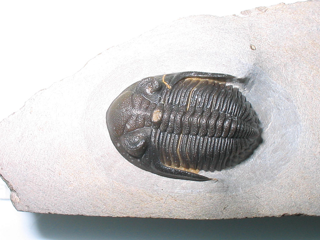 Hollardops burtandmimiae