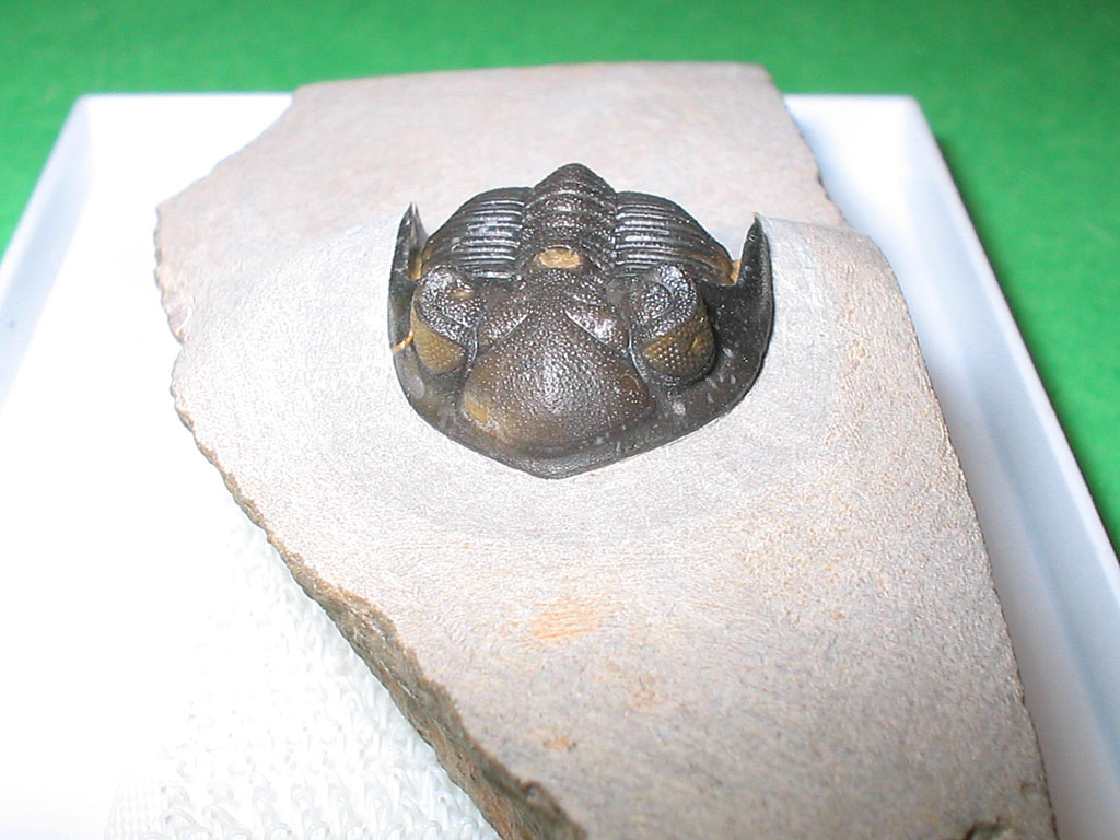 Hollardops burtandmimiae