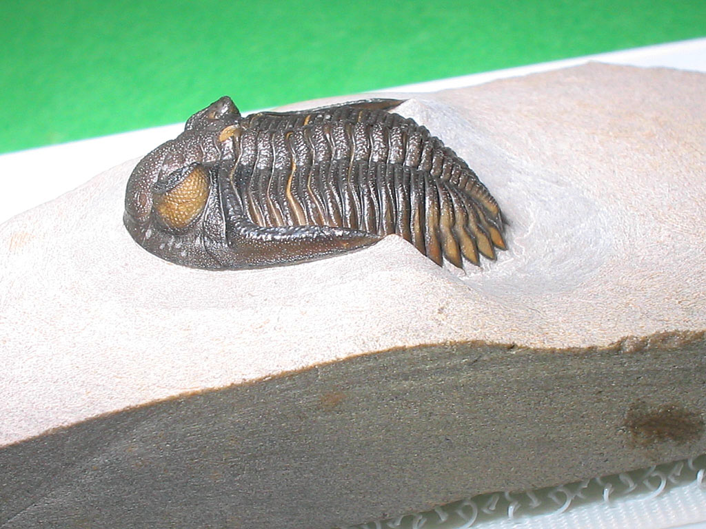 Hollardops burtandmimiae