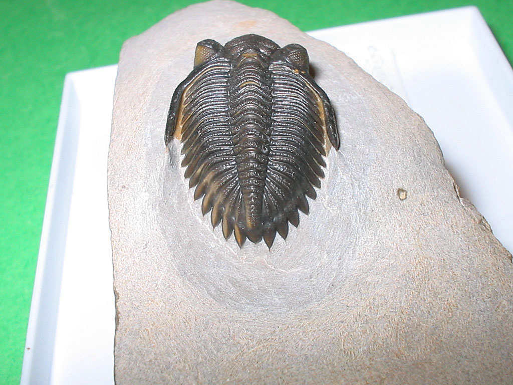 Hollardops burtandmimiae