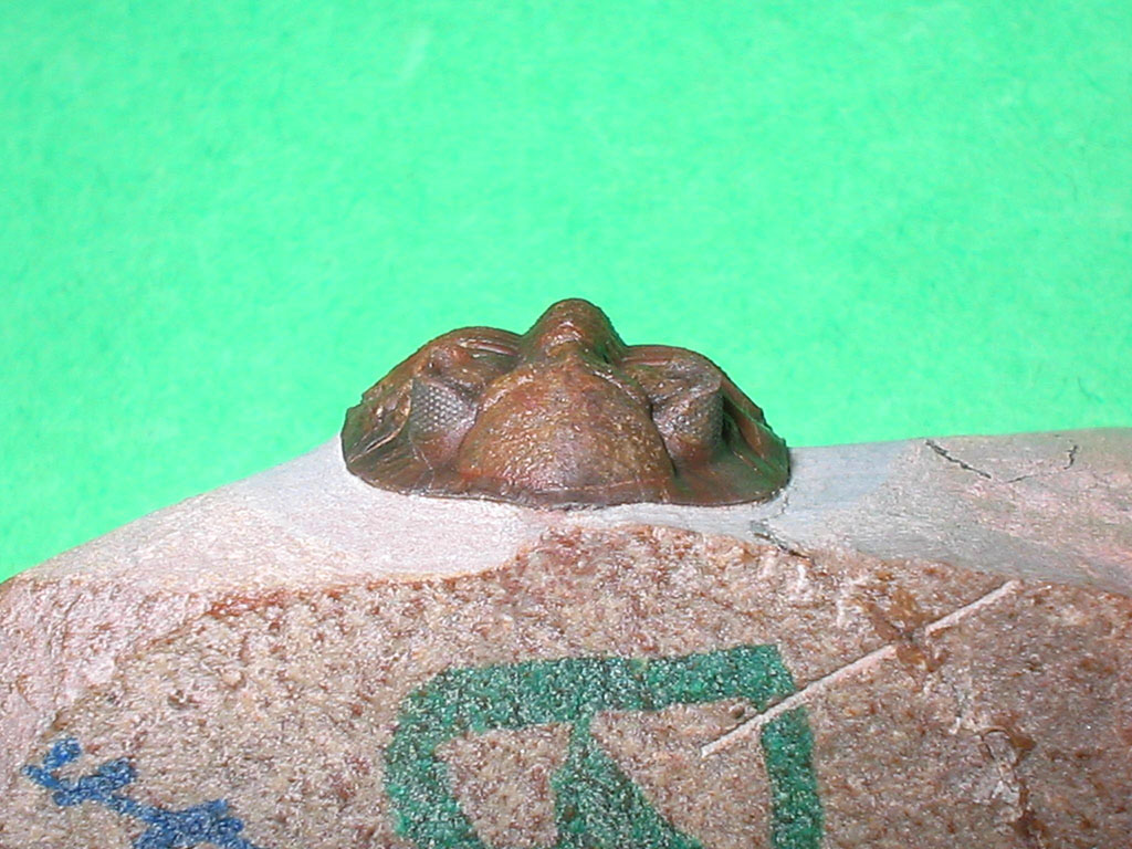 Hollardops burtandmimiae