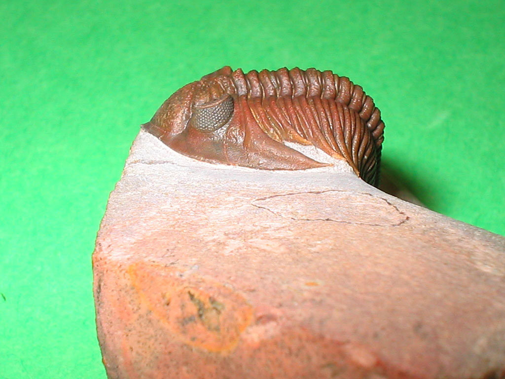 Hollardops burtandmimiae