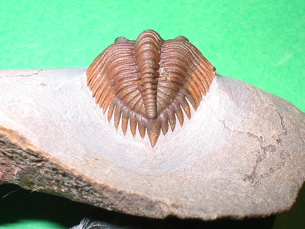 Hollardops burtandmimiae