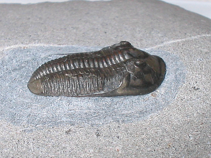 Aulacopleura sp.