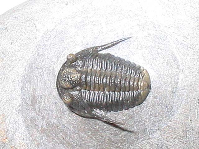 Cyphaspis sp.