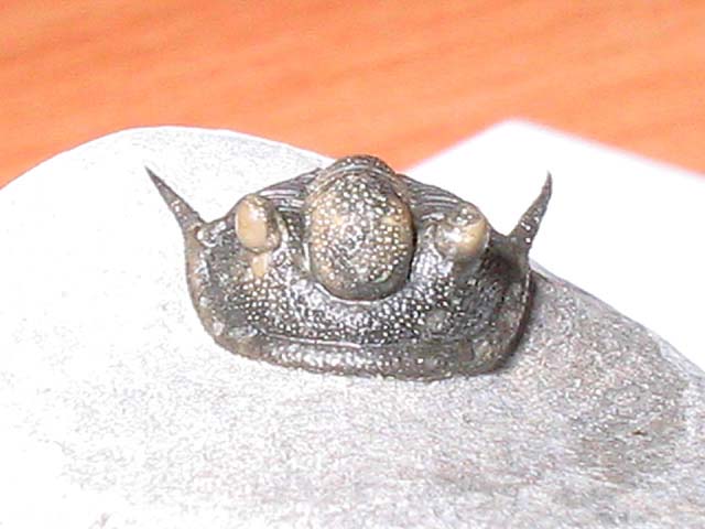 Cyphaspis sp.