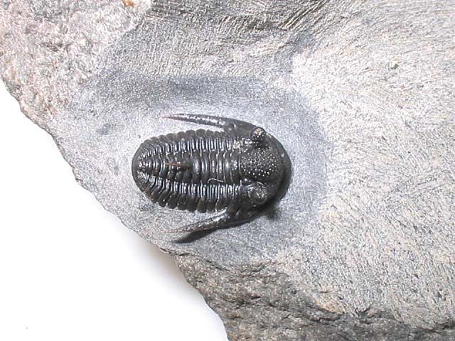 Cyphaspis sp.