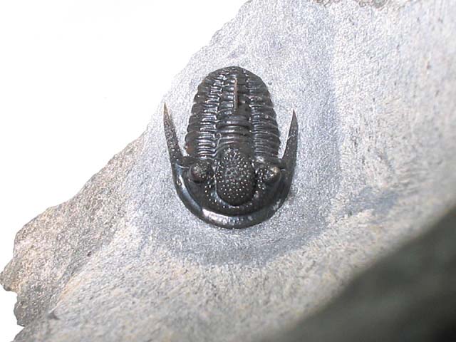 Cyphaspis sp.