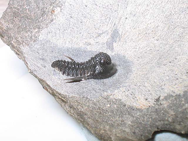 Cyphaspis sp.