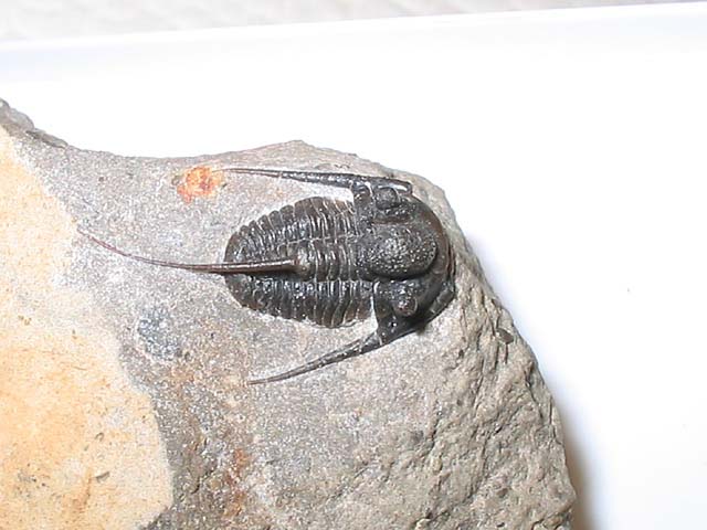 Cyphaspis sp.
