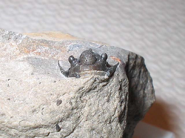 Cyphaspis sp.