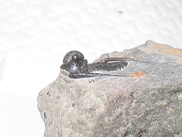 Cyphaspis sp.