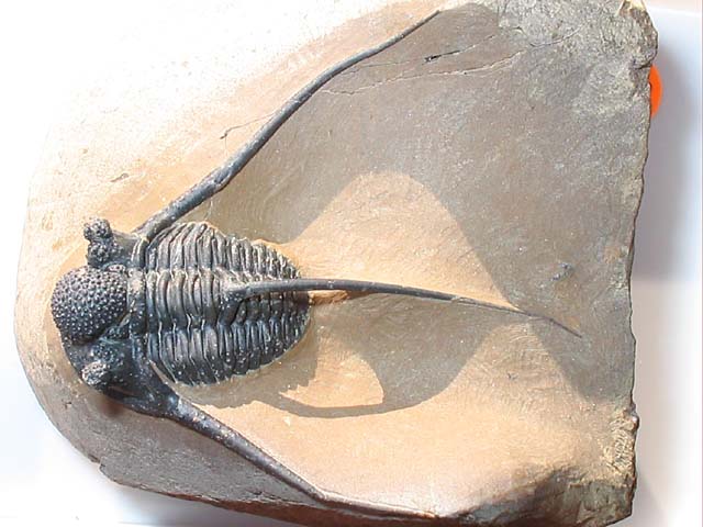 Cyphaspis eberhardiei