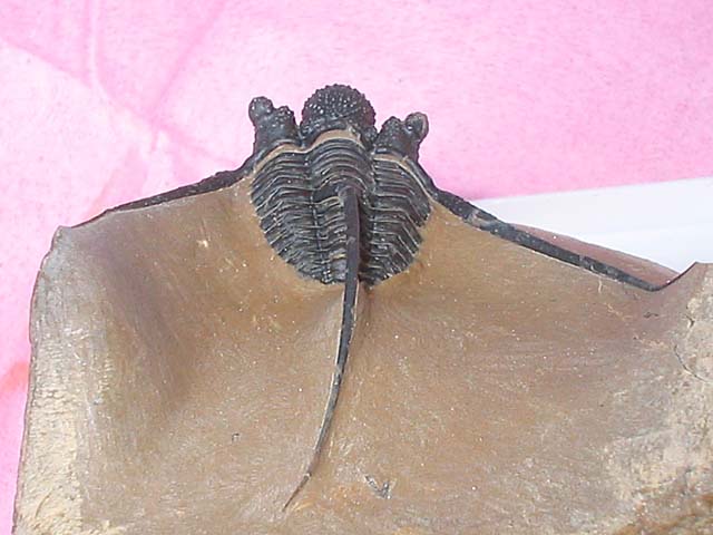 Cyphaspis eberhardiei