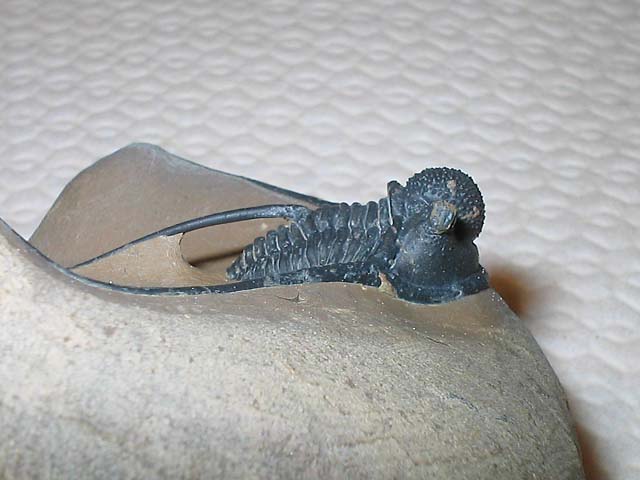 Cyphaspis eberhardiei