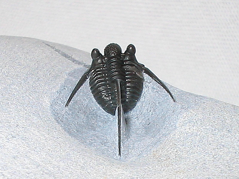 Cyphaspis sp.