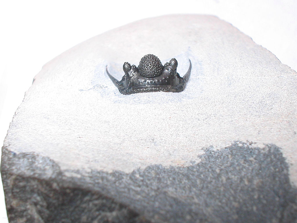 Cyphaspis sp.