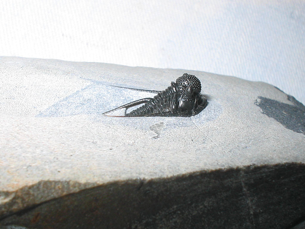 Cyphaspis sp.