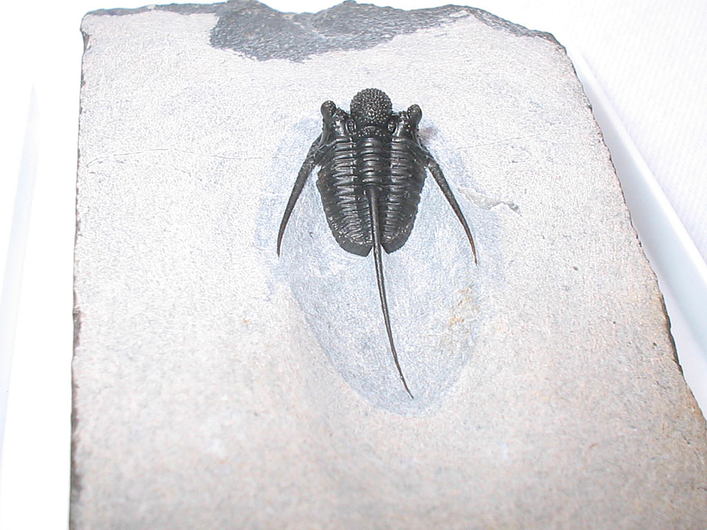 Cyphaspis sp.