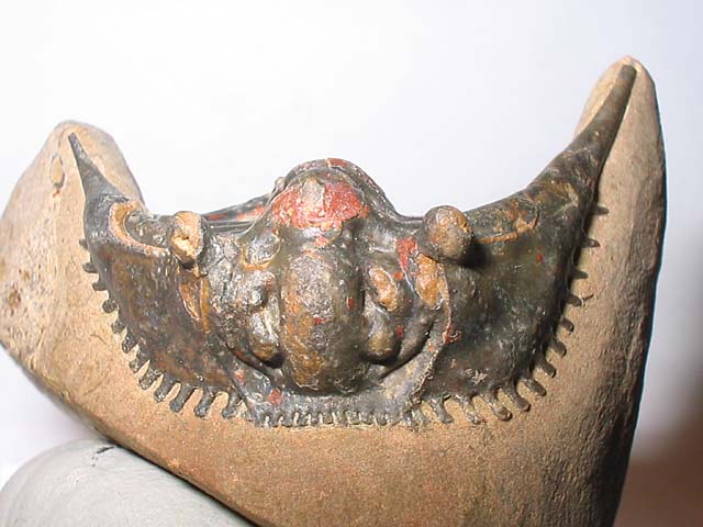Kettneraspis sp.