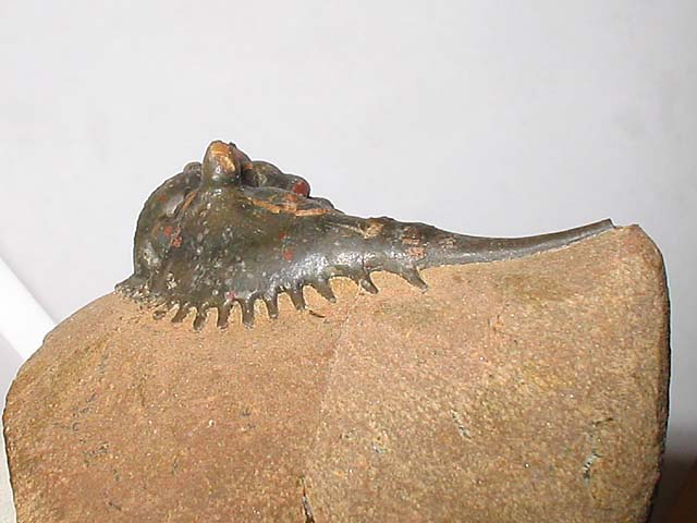 Kettneraspis sp.