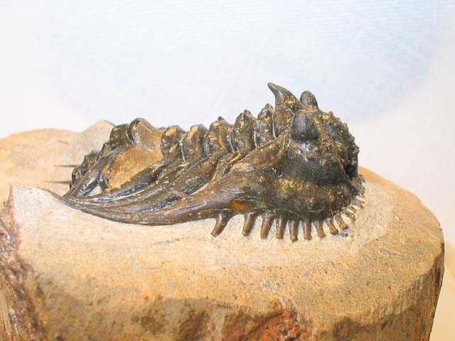Kettneraspis sp.
