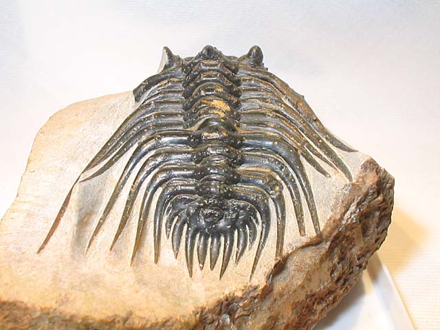 Kettneraspis sp.