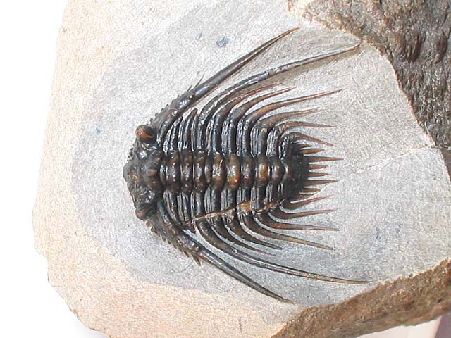 Kettneraspis sp.