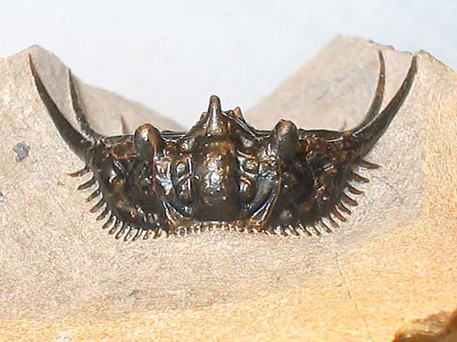 Kettneraspis sp.