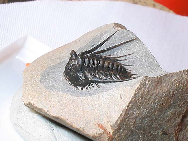 Kettneraspis sp.