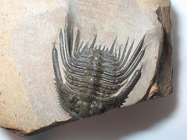 Leonaspis sp.