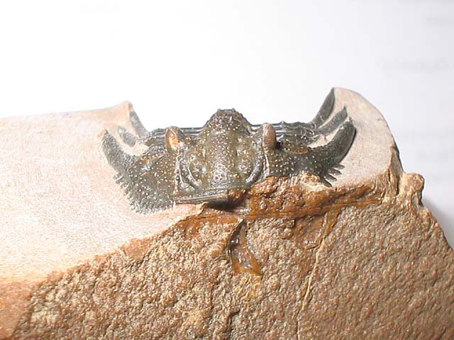 Leonaspis sp.