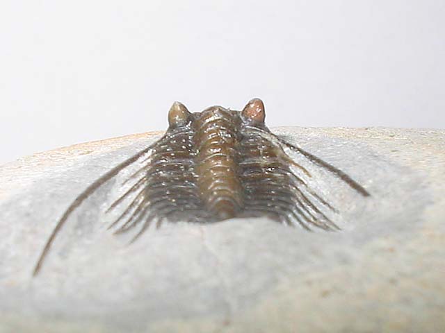 Leonaspis sp.