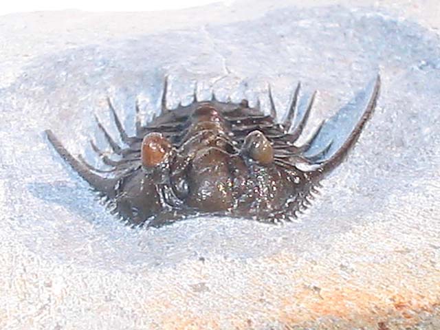 Leonaspis sp.