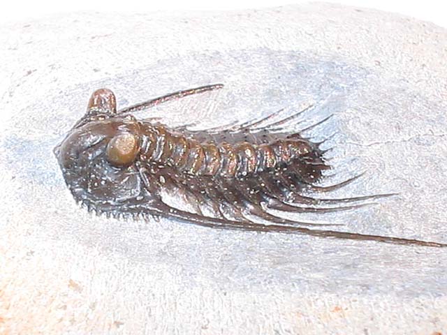 Leonaspis sp.