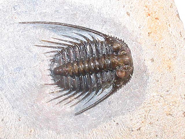 Leonaspis sp.