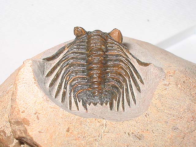 Leonaspis sp.