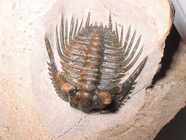 Leonaspis sp.