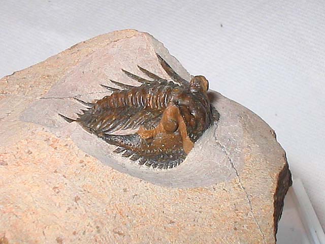 Leonaspis sp.