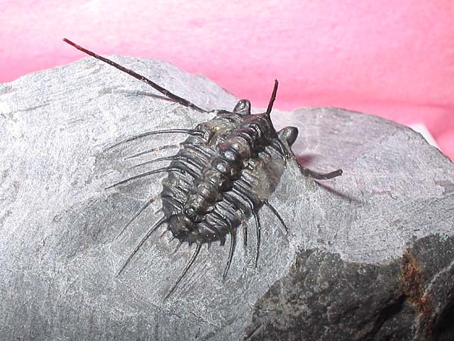 Leonaspis sp.