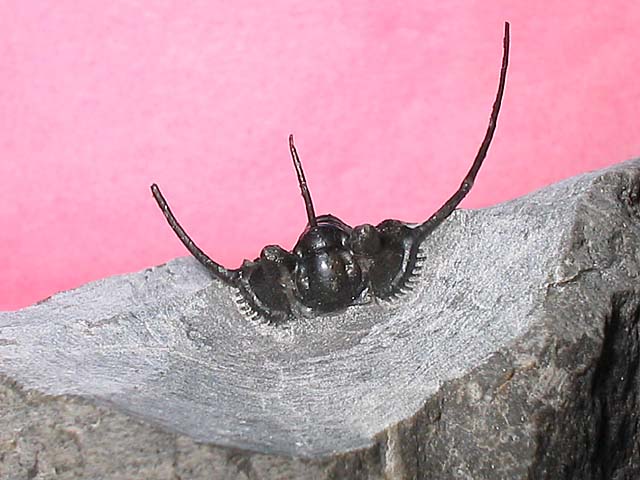 Leonaspis sp.