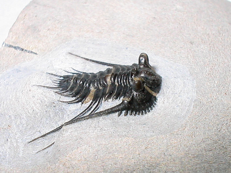 Leonaspis haddanei