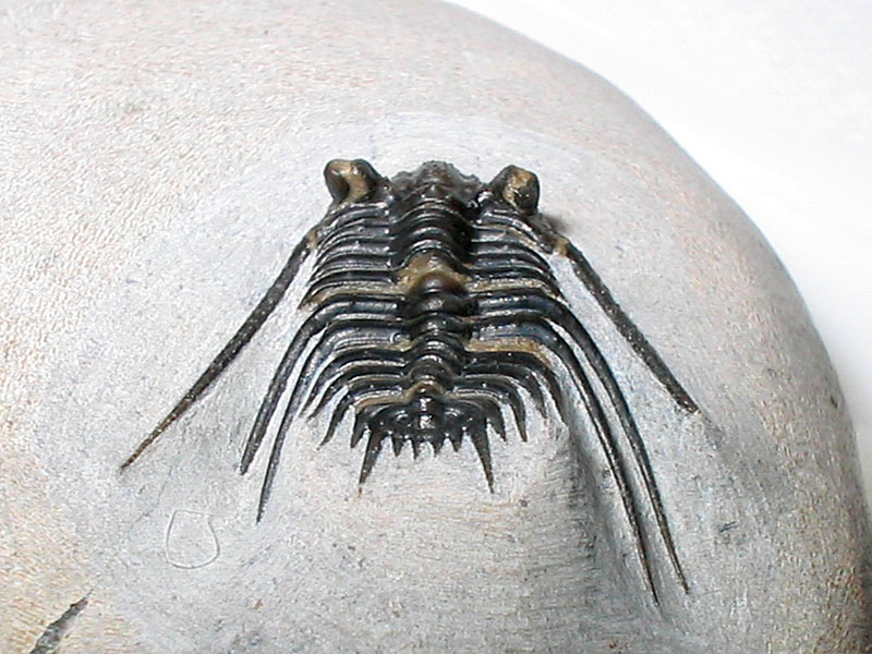 Leonaspis haddanei